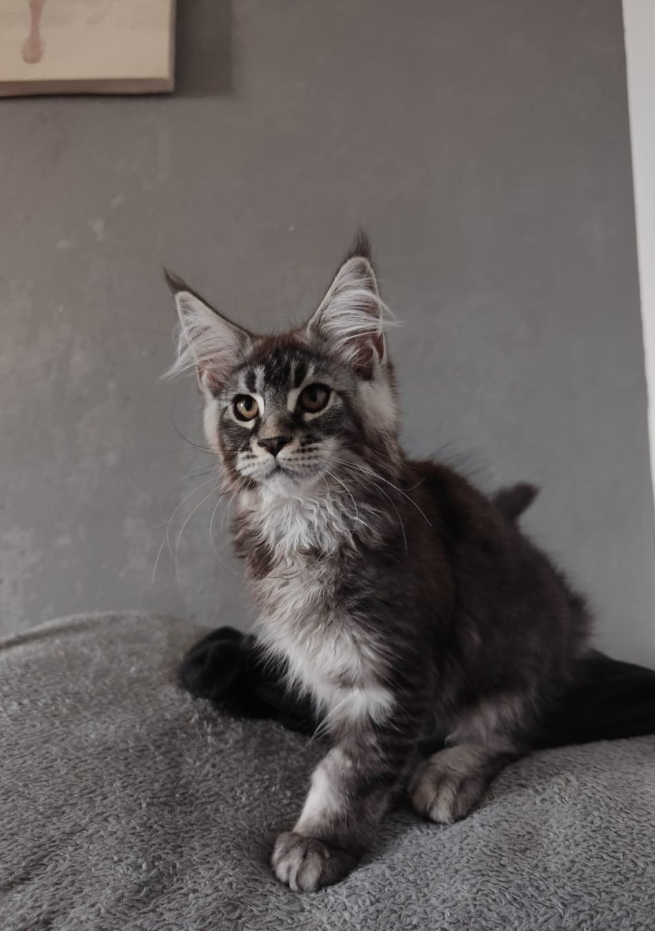 456374482_1642142033012516_4419728185479074761_n