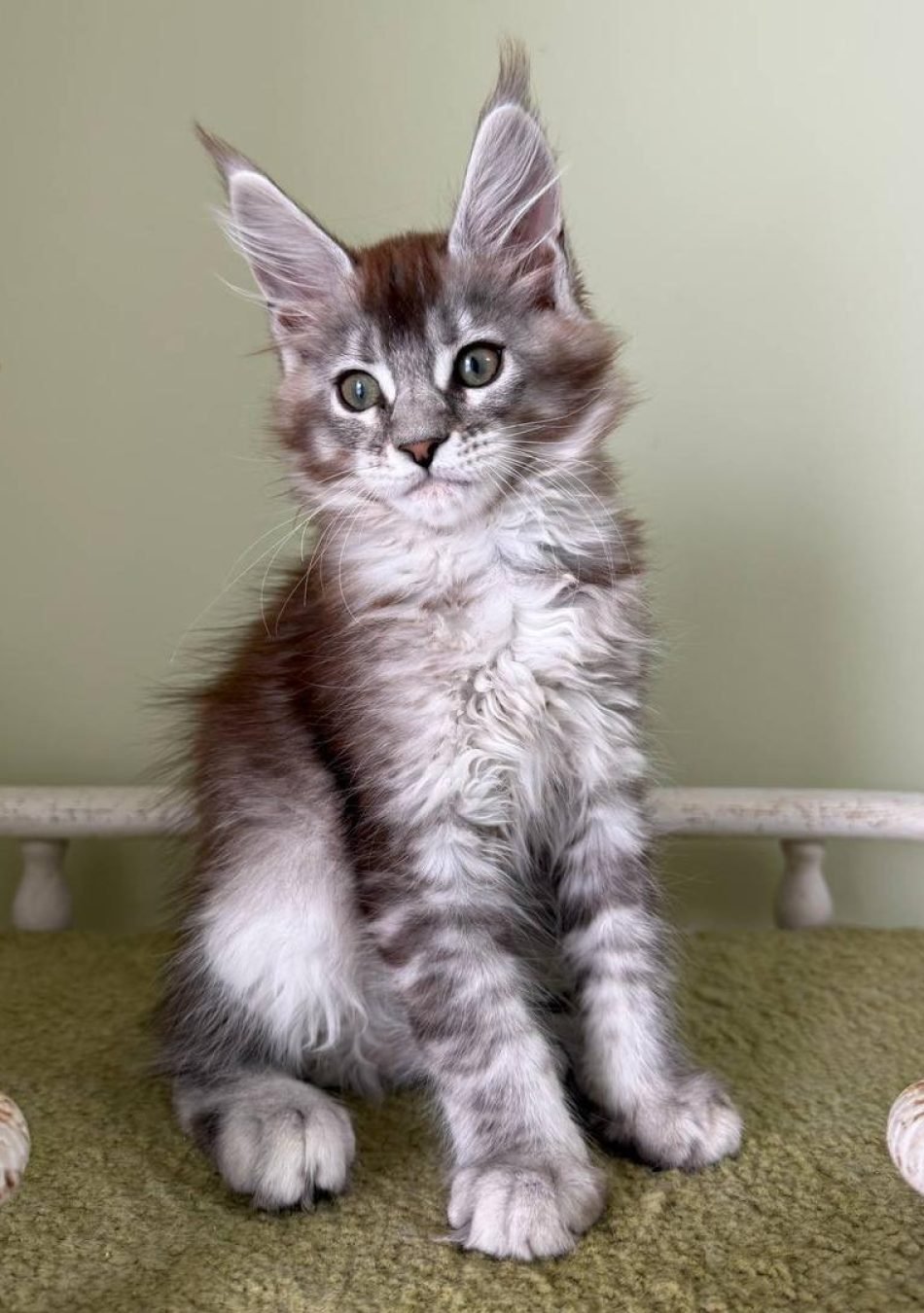 WhatsApp Image 2026-03-27 at 18.06.59