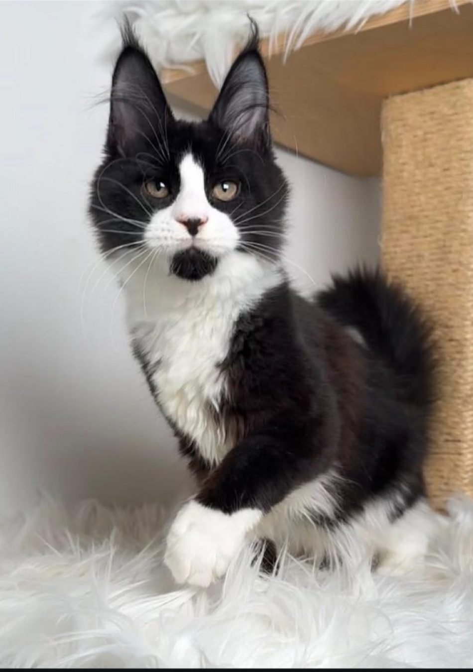 WhatsApp Image 2026-03-27 at 18.37.50